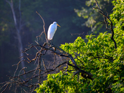 Egret Standing on a Tree Branch at Hendrie Valley Sanctuary