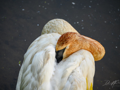 Close-Up of a Sleeping Swan at Hendrie Valley Sanctuary