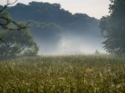Morning Mist Rising from the Valley at Hendrie Valley Sanctuary