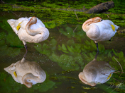 Two Sleeping Swans Reflected in Pond at Hendrie Valley Sanctuary