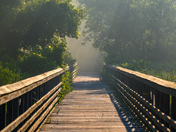 Sun Rays and Morning Mist Over the Boardwalk at Hendrie Valley Sanctuary
