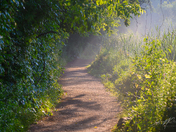 Sun Rays Cutting Through Morning Mist Along a Trail at Hendrie Valley