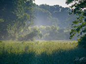 Misty Morning at Hendrie Valley Sanctuary, Royal Botanical Gardens