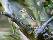 Curious Chipmunk on an Old Tree Trunk