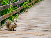 Close-Up of a Squirrel Eating a Nut on the Boardwalk at RBG Hendrie Valley