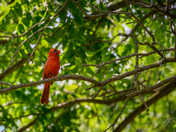 Cardinal Perched in a Tree at RBG Hendrie Valley Sanctuary
