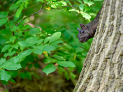 Curious Squirrel Peeking from Behind a Tree at RBG Hendrie Valley