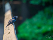 Red-Winged Blackbird Singing Along the Boardwalk at Hendrie Valley Sanctuary