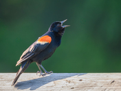 Red-Winged Blackbird Singing Along the Boardwalk at Hendrie Valley Sanctuary
