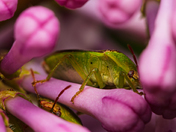 Tiny insects on a lilac