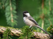 Black-capped Chickadee