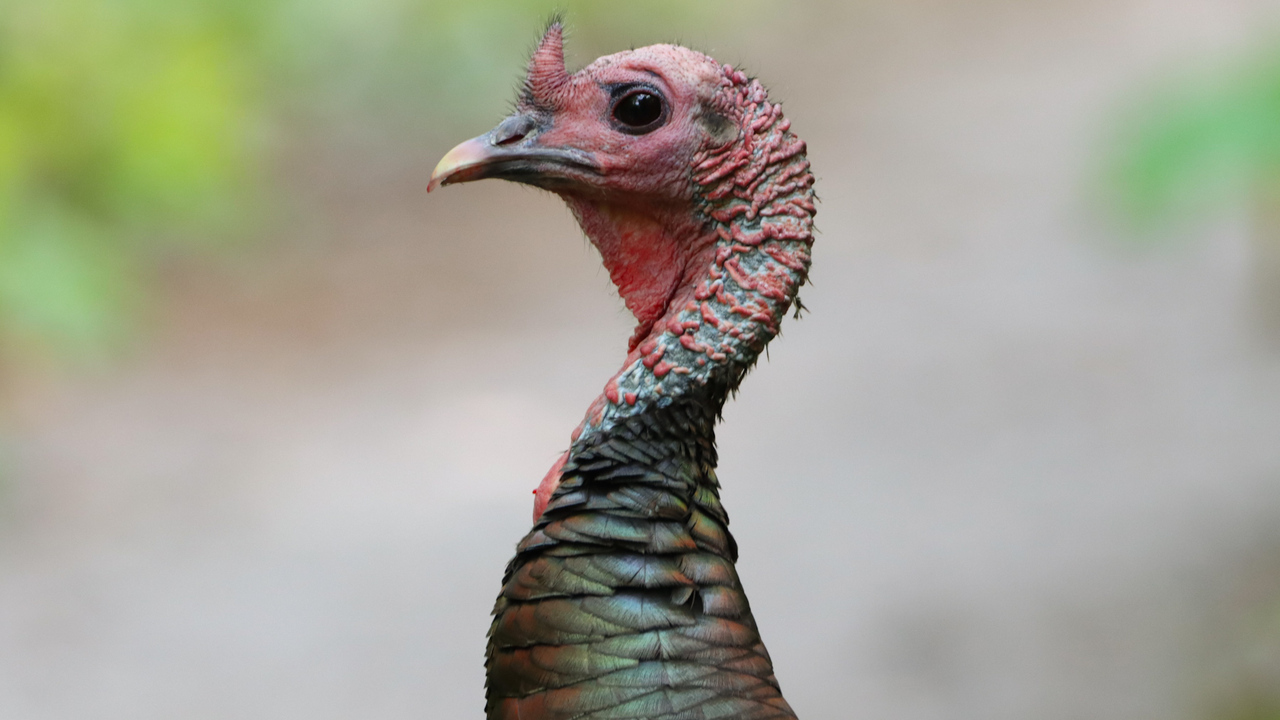 Wild turkey profile 