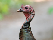Wild turkey profile 