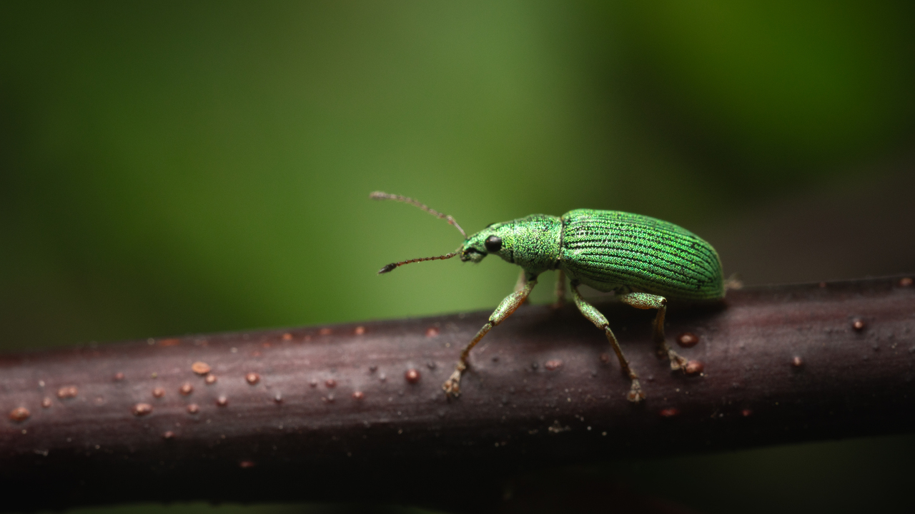 Weevil On A Stick !
