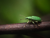 Weevil On A Stick !