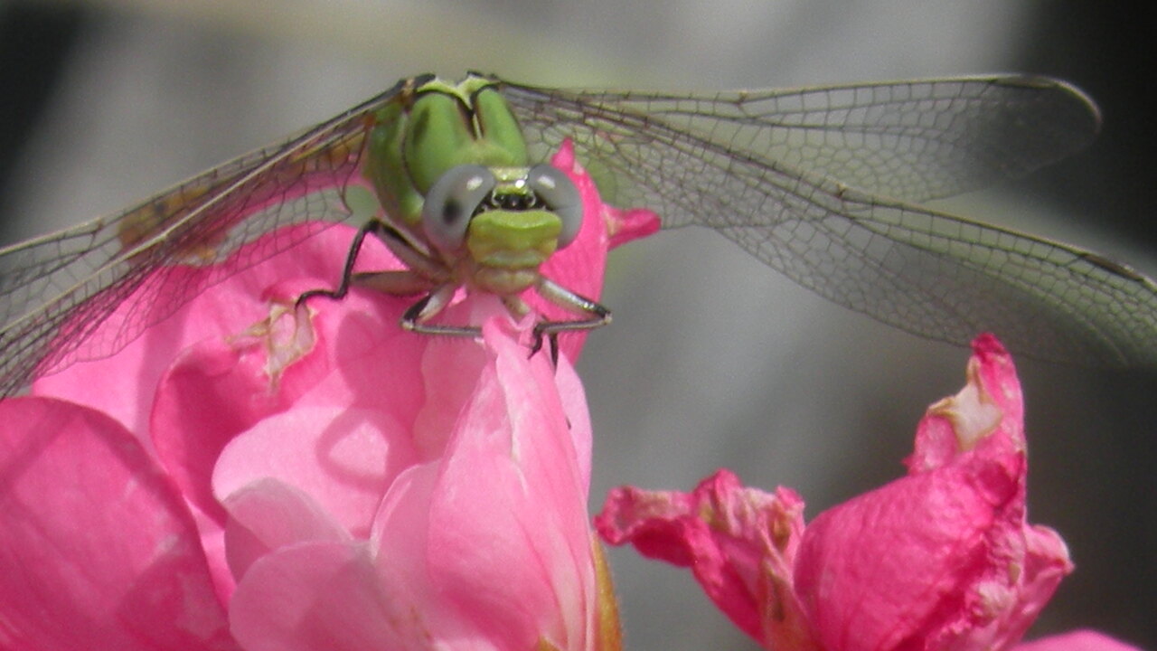 Snaketail Dragonfly