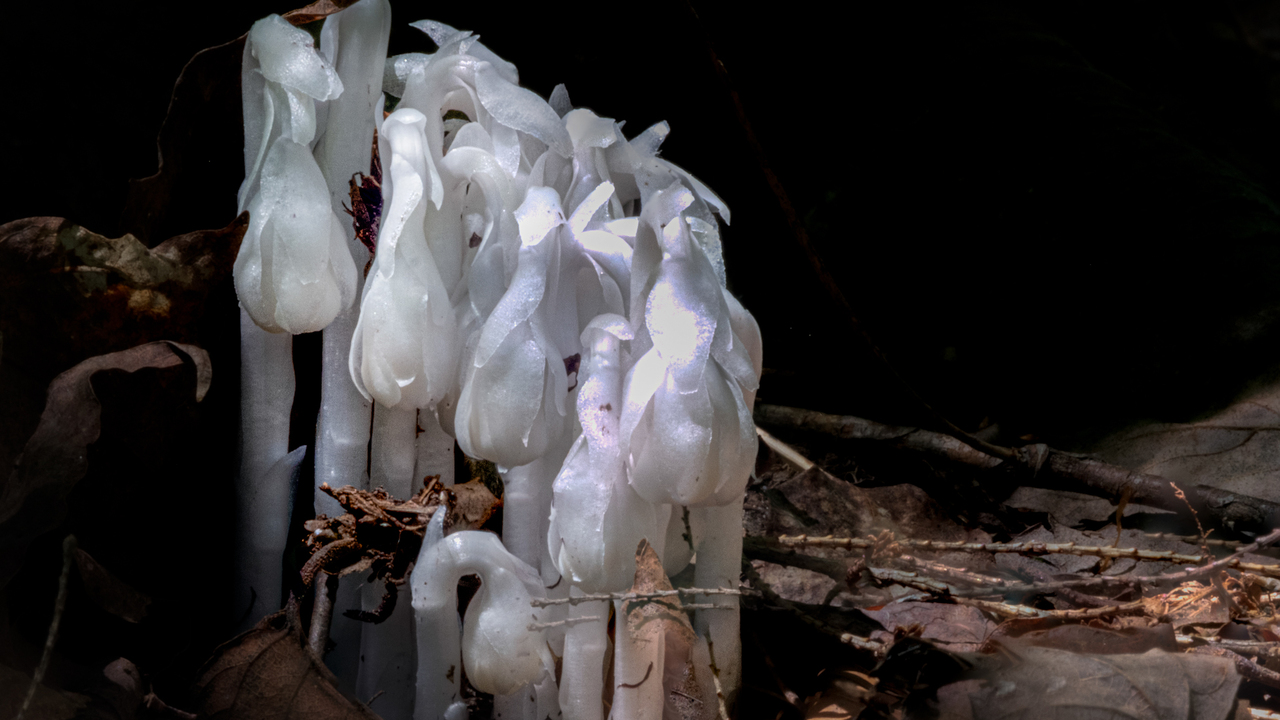 Monotropa Uniflora