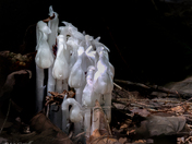 Monotropa Uniflora