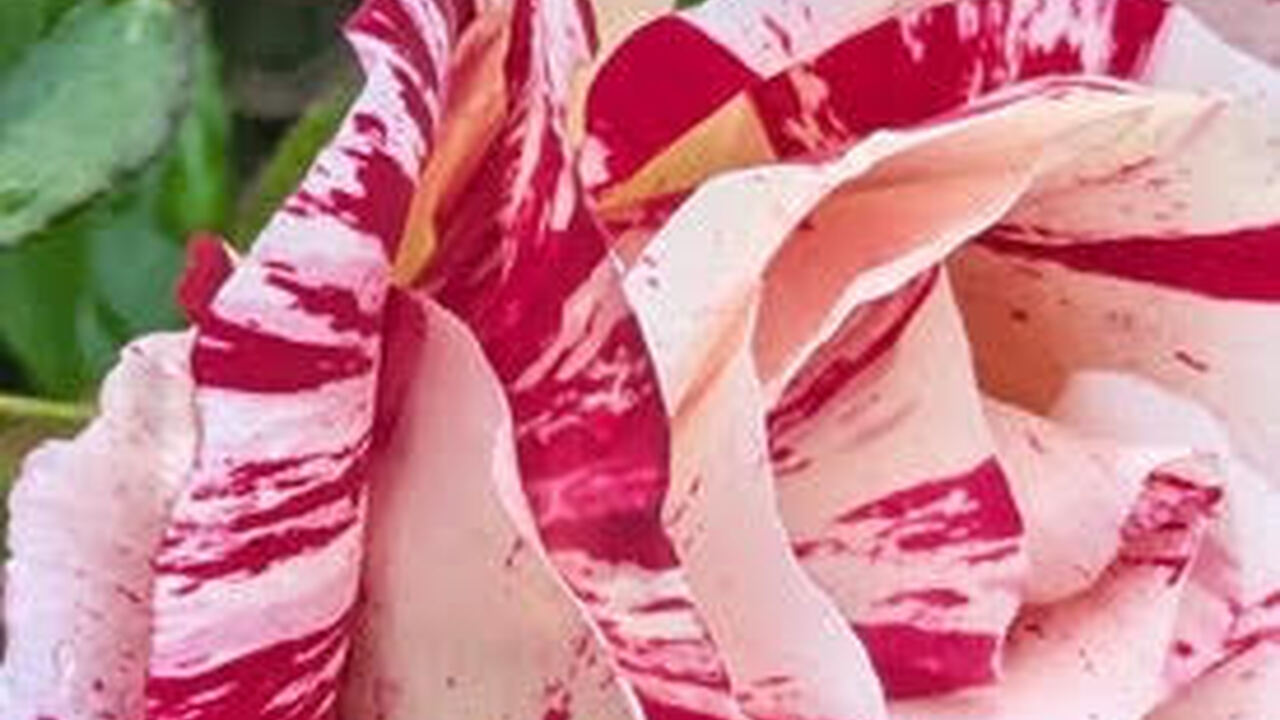 Rose Beauty