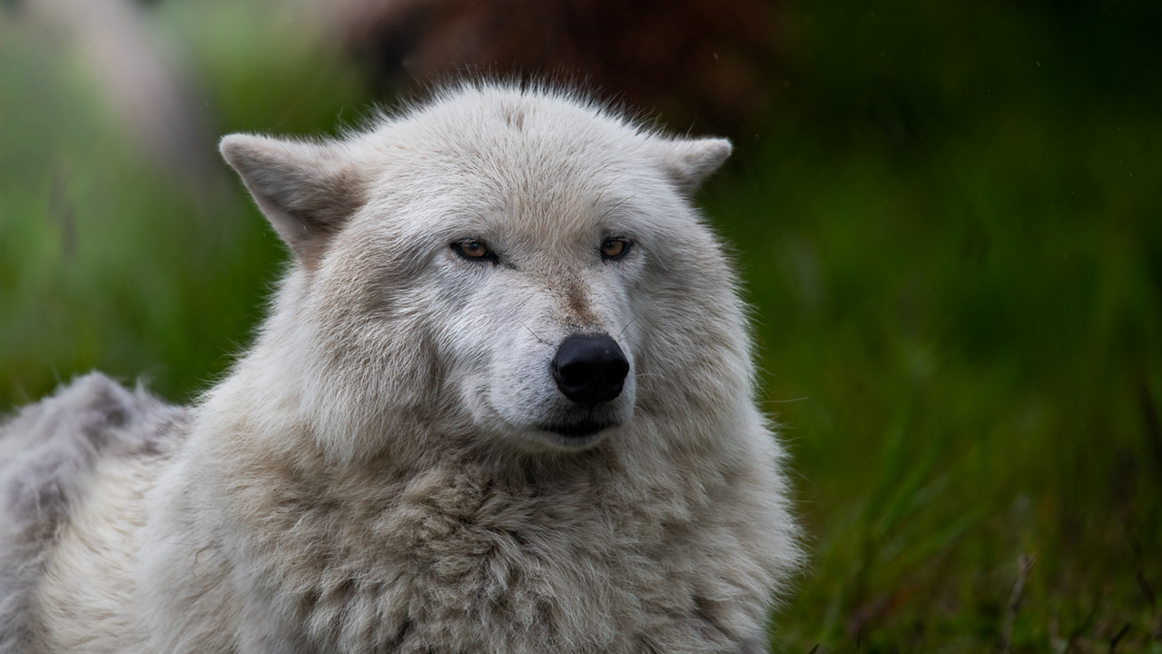 WOLF