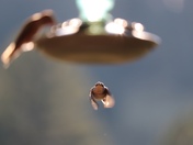 Rio Grande National Forest