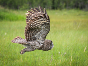 Owl in Flight