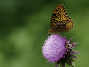 Patuxent Research Refuge