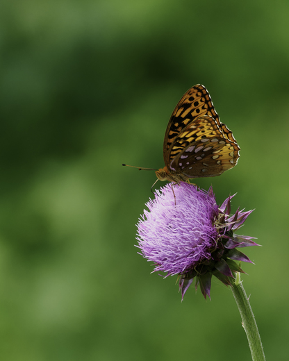 Patuxent Research Refuge