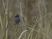 Bombay Hook National Wildlife Refuge