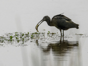 Bombay Hook National Wildlife Refuge
