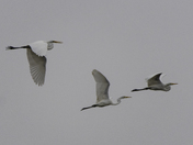 Bombay Hook National Wildlife Refuge
