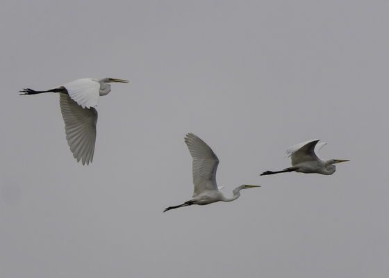 Bombay Hook National Wildlife Refuge