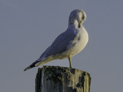 Dyke Marsh Wildlife Preserve