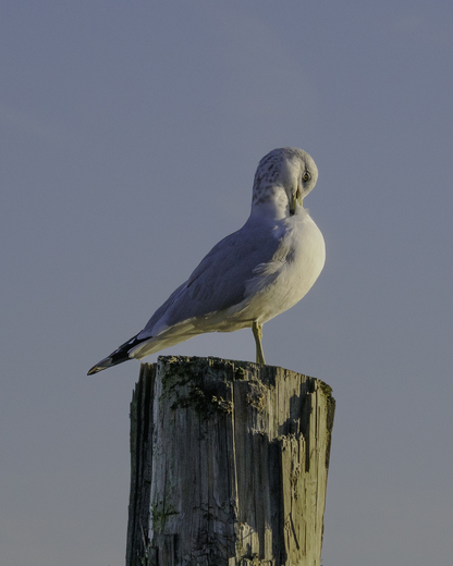 Dyke Marsh Wildlife Preserve