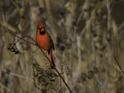 Dyke Marsh Wildlife Preserve