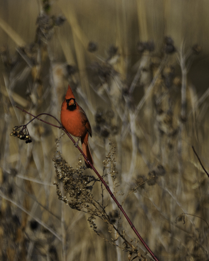 Dyke Marsh Wildlife Preserve