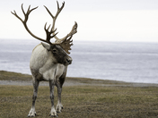 Caribou and the Sea