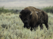 Bison Stare