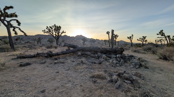 Joshua Tree National Park