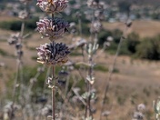 Santa Monica National Recreation Area