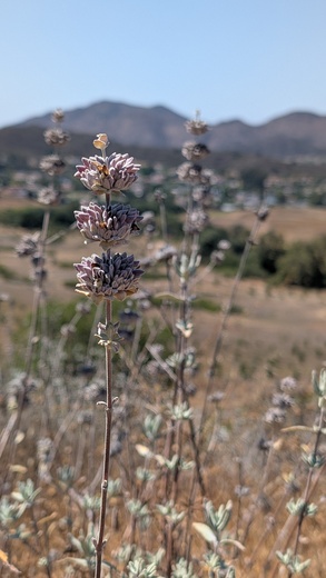 Santa Monica National Recreation Area