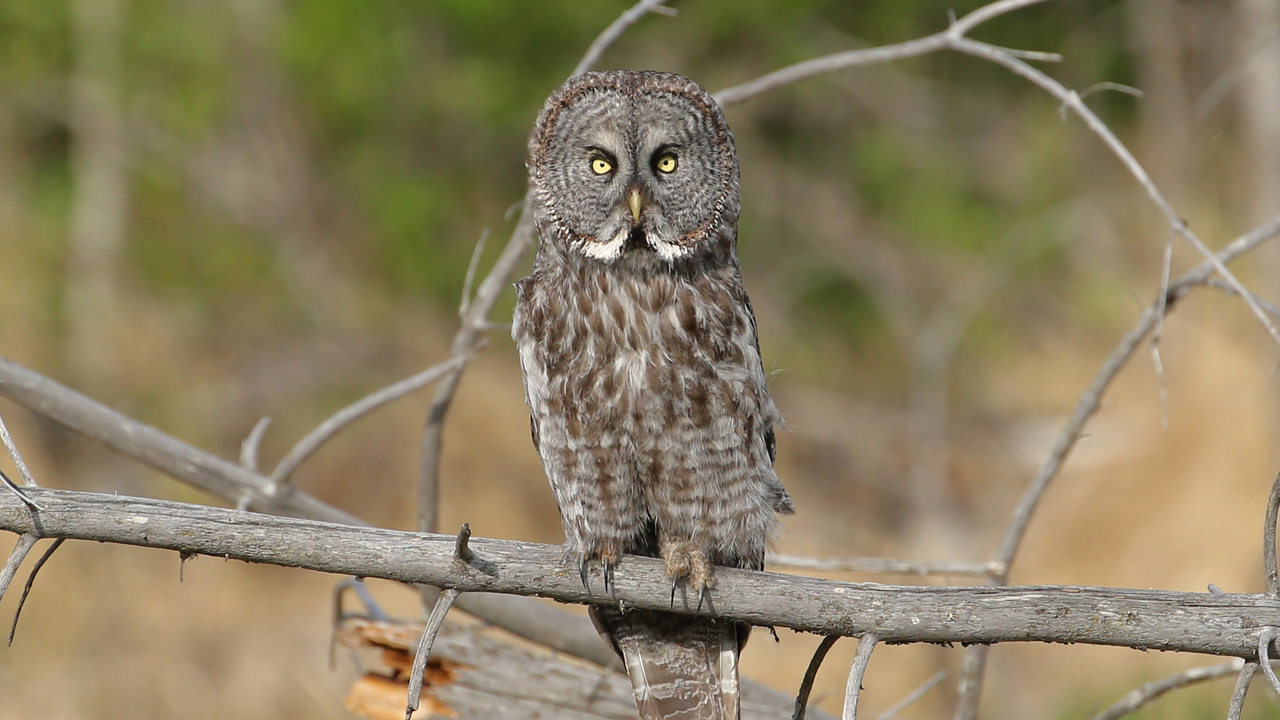 Great Gray Owl 