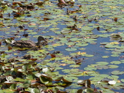 Enjoying and discovering the pads field