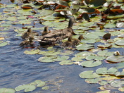 Tough ride for the young teals