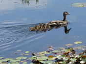 Easy ride for the young teals 