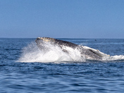 Majestic Humpback Whale