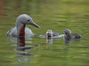 Three months, 11,000 Images - The Red-throated Loon 