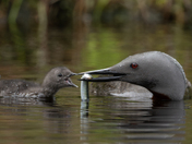Three months, 11,000 Images - The Red-throated Loon 