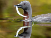 Three months, 11,000 Images - The Red-throated Loon 