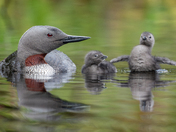 Three months, 11,000 Images - The Red-throated Loon 